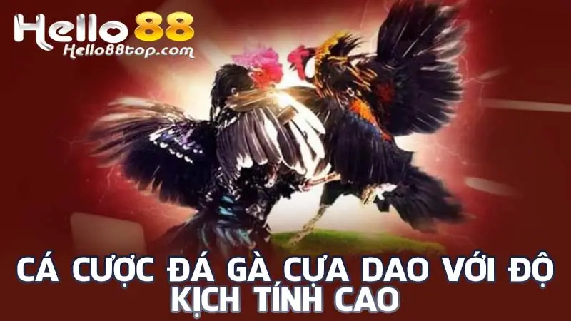 Cá cược đá gà cựa dao với độ kịch tính cao