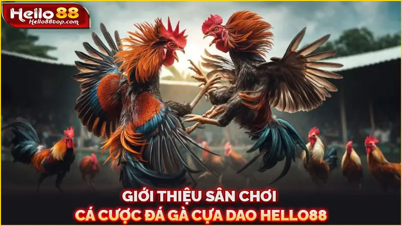 Giới thiệu sân chơi cá cược đá gà cựa dao Hello88