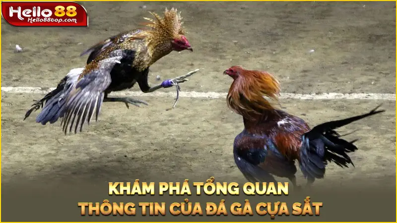 Tổng quan thông tin của đá gà cựa sắt