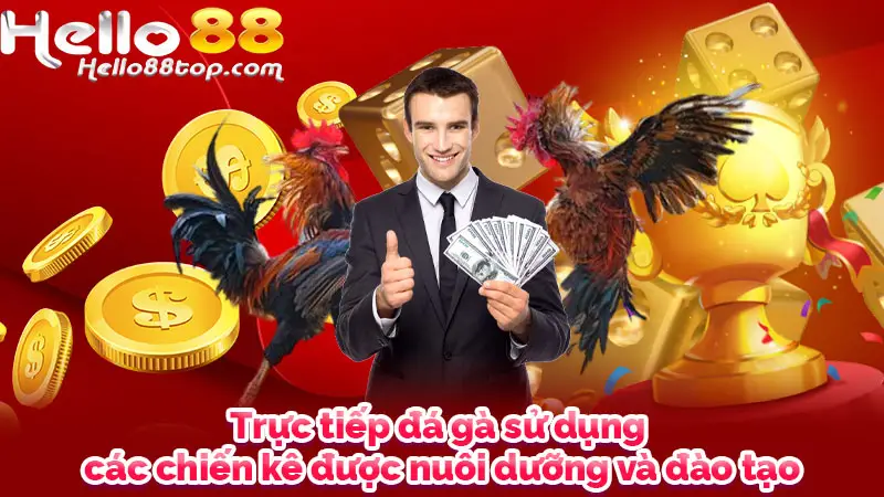 Trực tiếp đá gà sử dụng các chiến kê được nuôi dưỡng và đào tạo